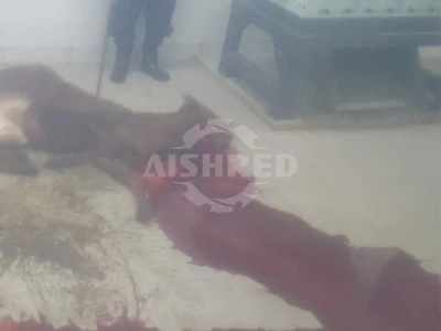 動物殘體雙軸破碎機設備