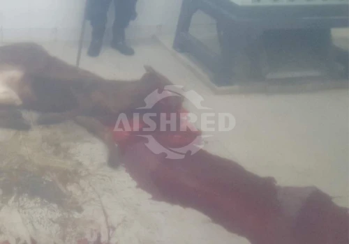 動物殘體雙軸破碎機設備